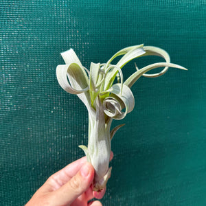 Tillandsia - Curly Slim
