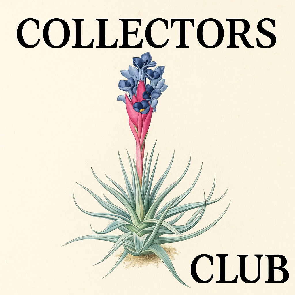 ブロメリア・エアープランツ T. barfussii Type Collection Clone Nike Air Force 1 RTFKT Clone X 