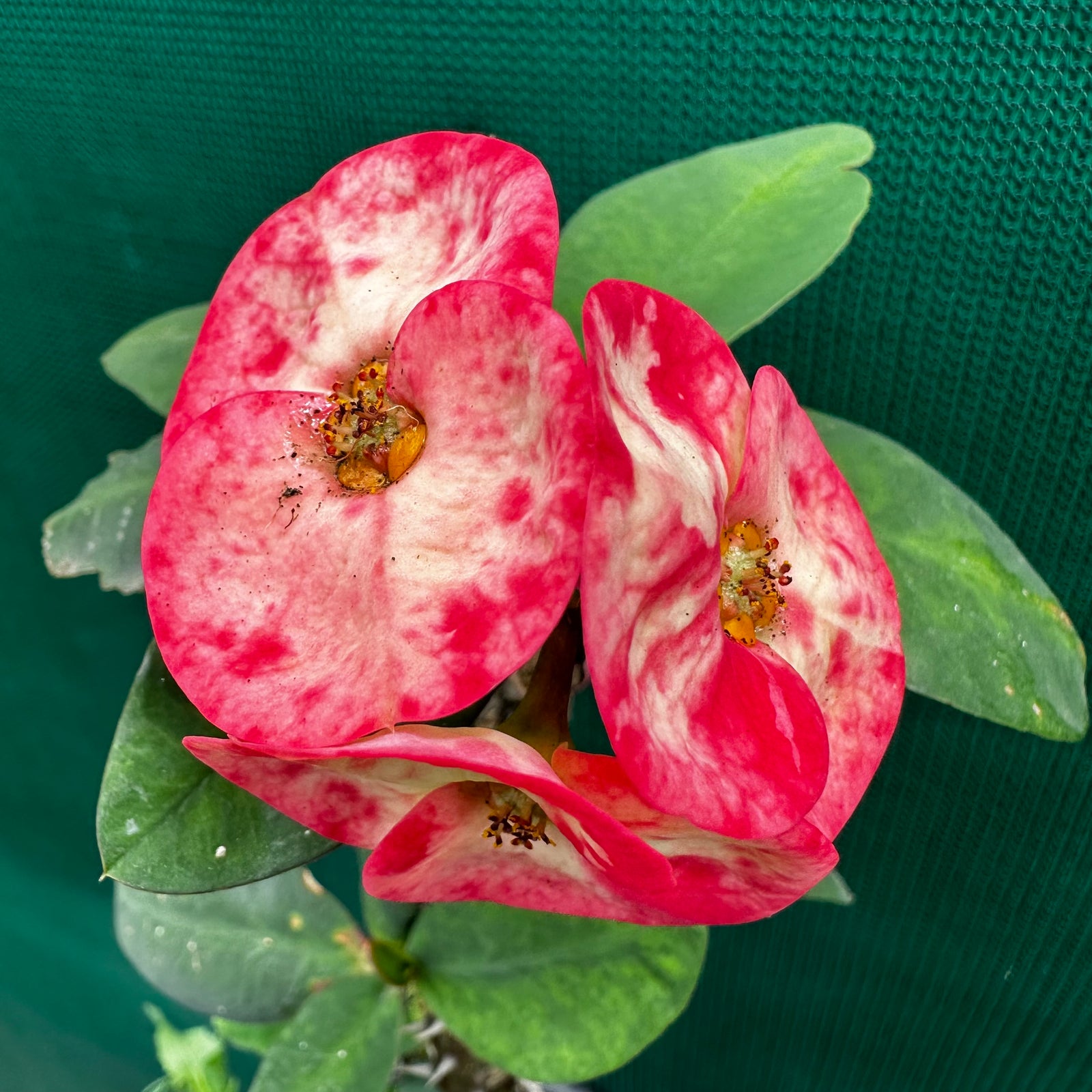 Poysean - Euphorbia milii P034