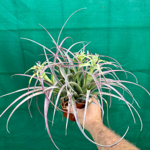 Tillandsia - capitata ‘Cuban Yellow’ ex. LK NEW