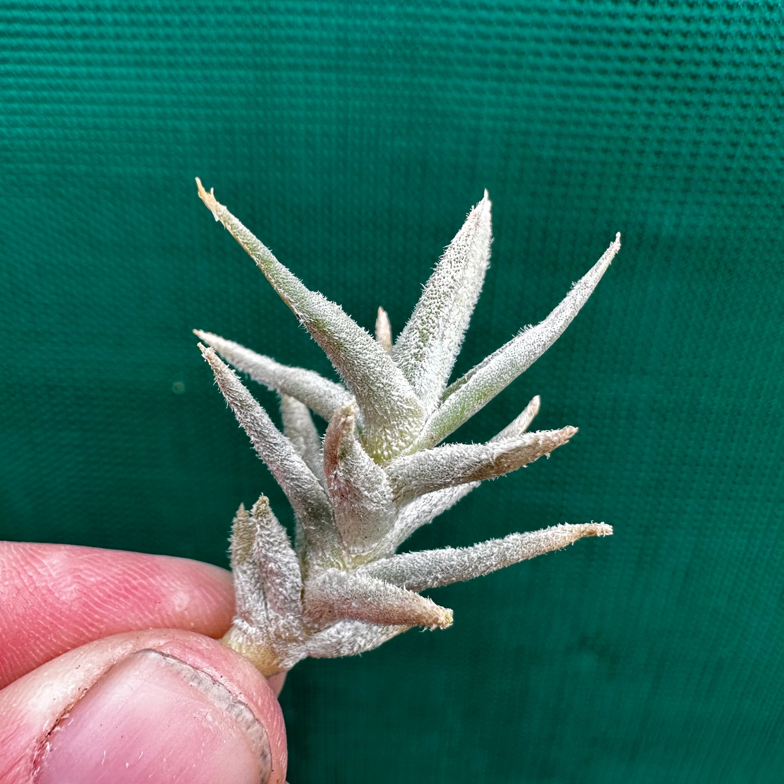 Tillandsia - paleacea ‘Small Form’ ex. PT