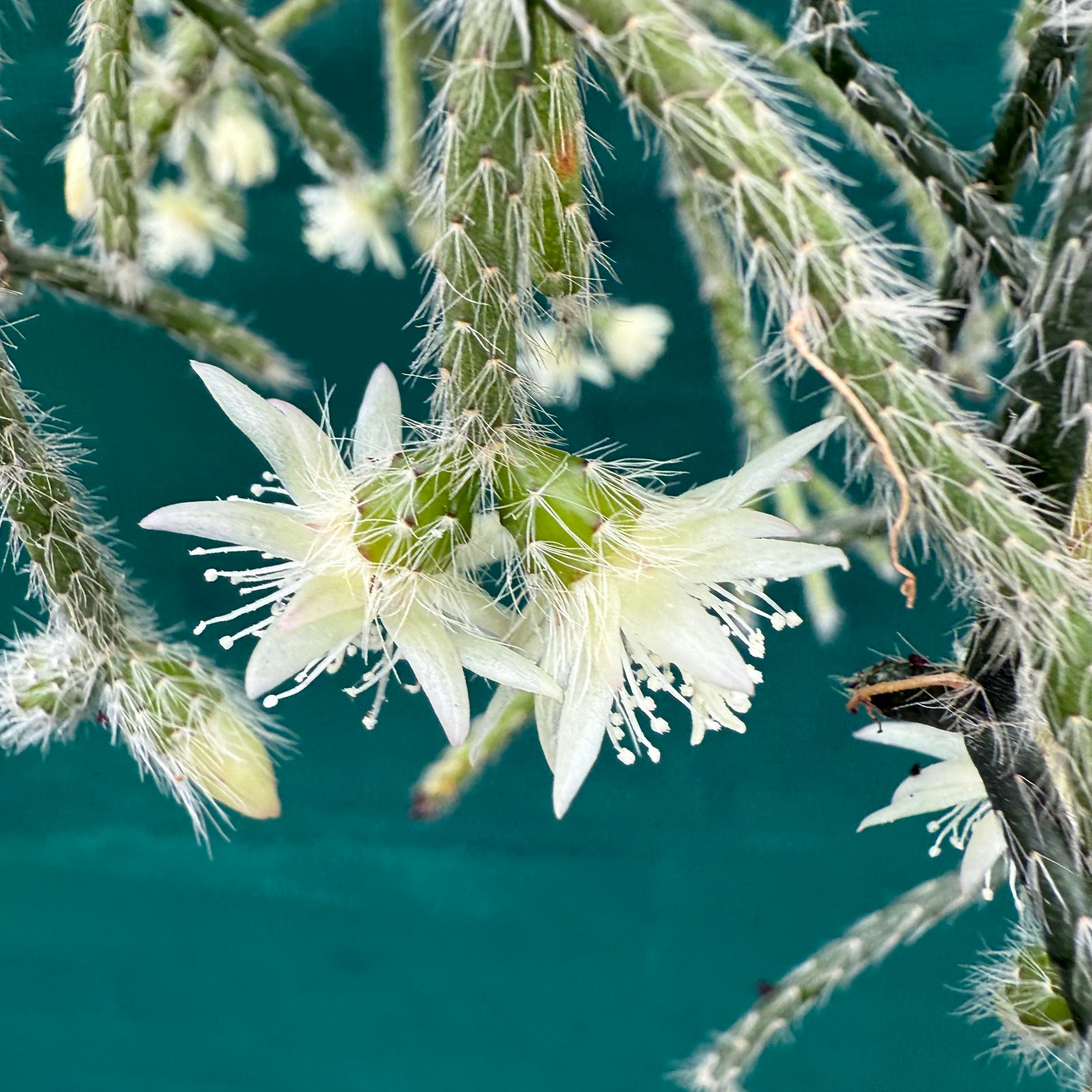 Rhipsalis pilocarpa - R23