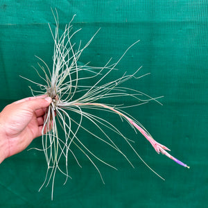 Tillandsia - setacea ex. JO