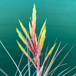 Tillandsia - inopinata