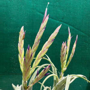 Tillandsia - caput-medusae ex. BH