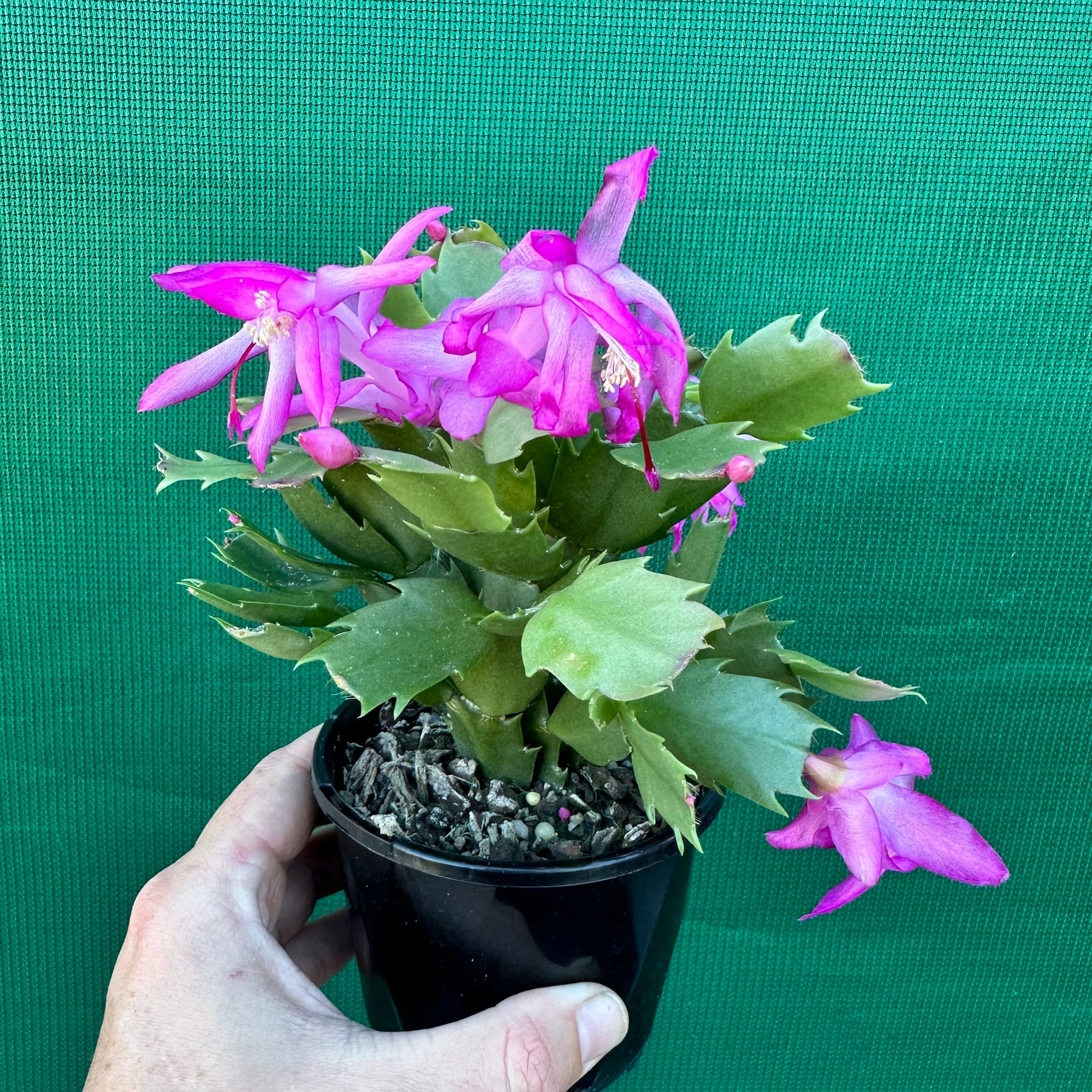 Zygocactus Thor Caroline