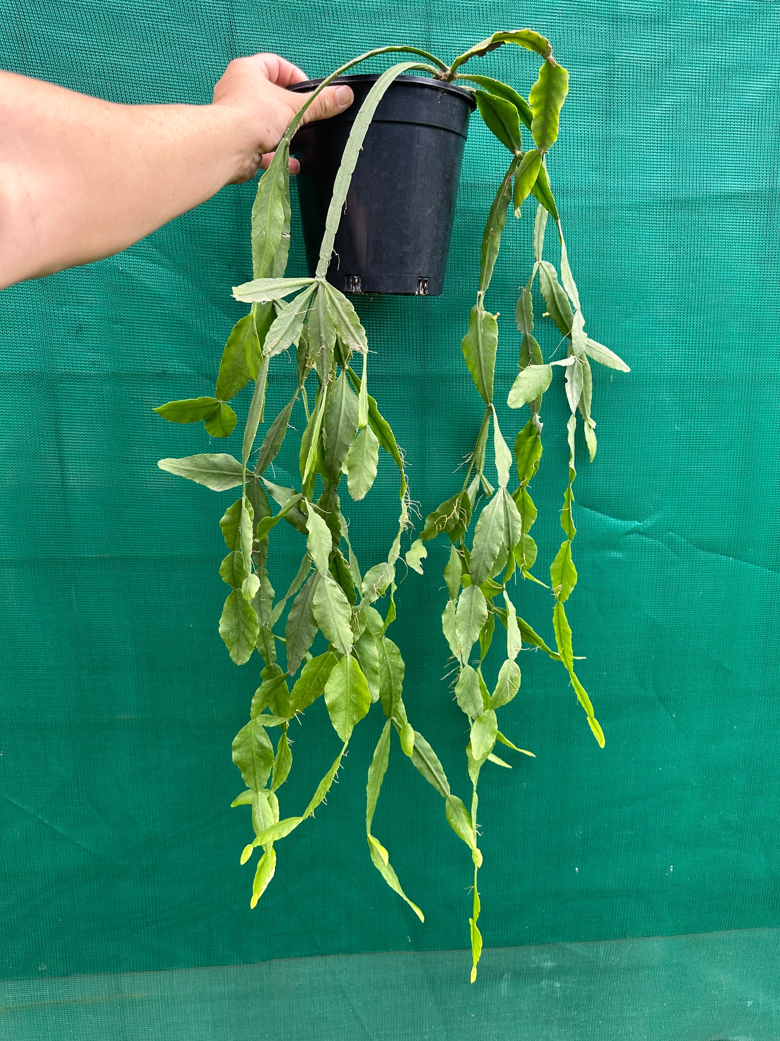 Rhipsalis crispata - R9