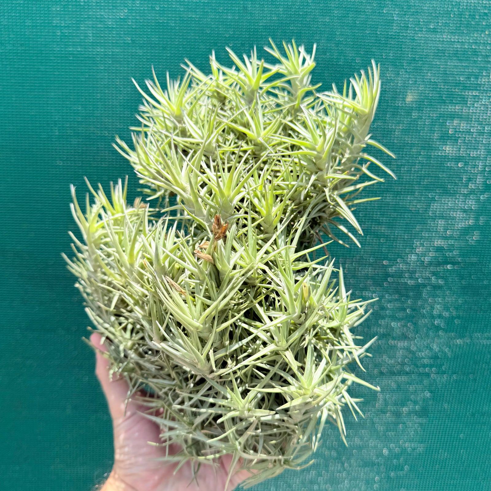 Tillandsia cocoensis (Mature Clump) NEW