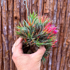 Tillandsia ionantha 'PC Seedling’ ex. JO (Mature Clump)