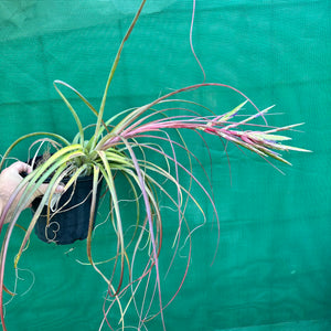 Tillandsia - fasciculata ‘Small Form’ x streptophylla ex. BG NEW