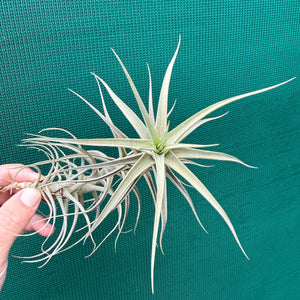 Tillandsia - bergeri ‘Large Form’ ex. CC NEW