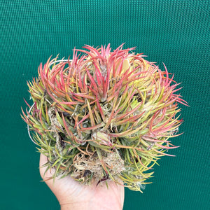 Tillandsia - ionantha 'BOE871' ex. PT NEW
