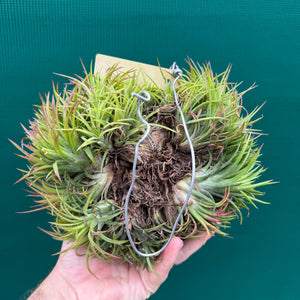 Tillandsia ionantha ‘BOE1590’ ex. PT (Mature Clump)