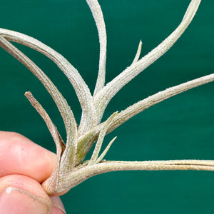 Tillandsia - Holm’s Sunset ex. DD NEW