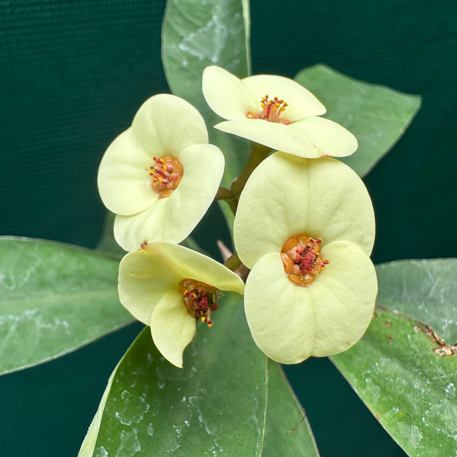 Poysean - Euphorbia milii P125