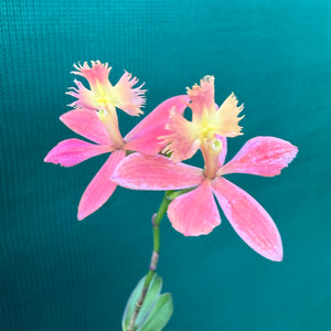 Epidendrum ‘Apricot’