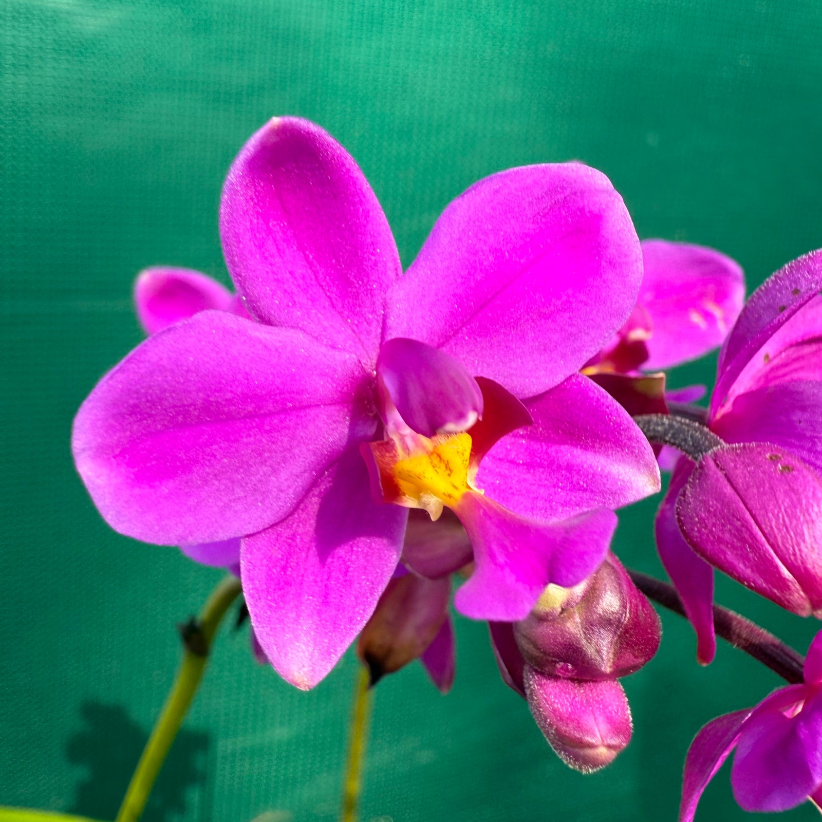 Spathoglottis ‘Col’s Purple’