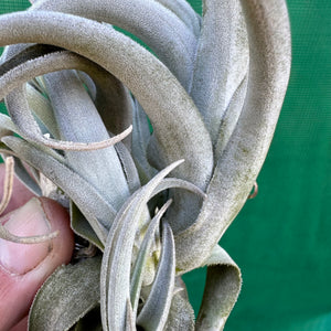 Tillandsia - lorentziana ‘Dark Red’ ex. LH