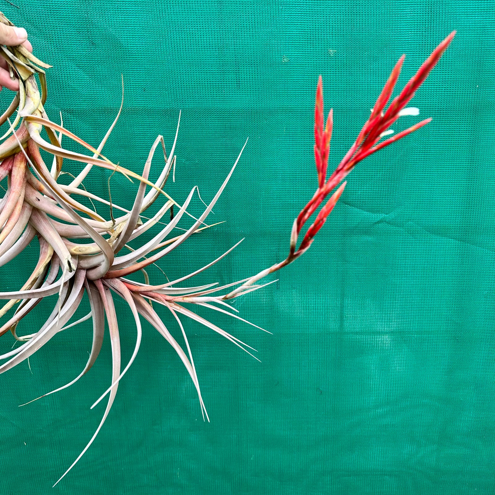 Tillandsia - buchlohii ex. PT