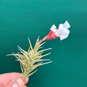 Tillandsia - cocoensis ex. BD