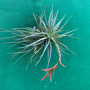 Tillandsia - vernicosa Hybrid ex. BG