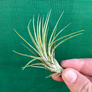 Tillandsia - funckiana x ionantha ex. BG