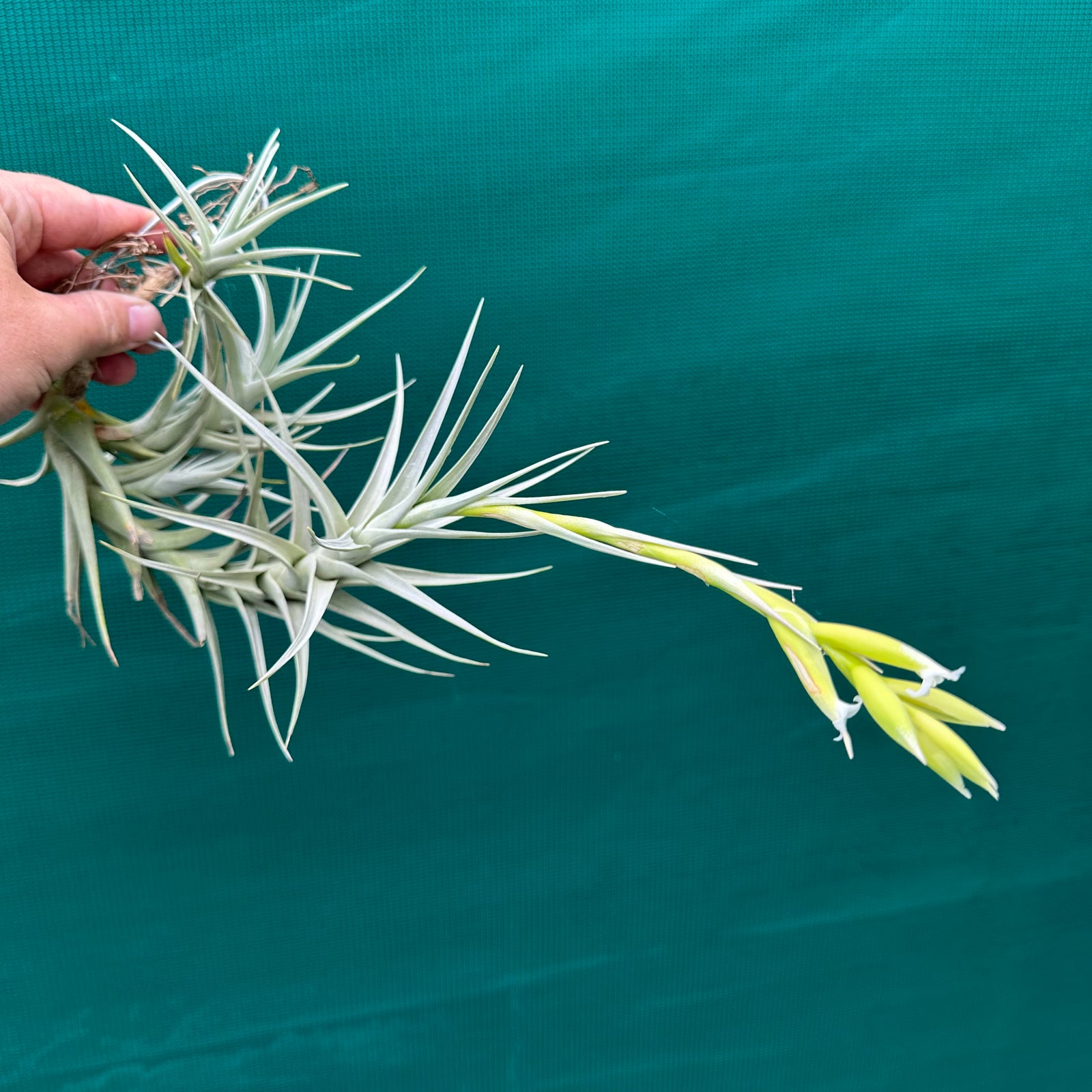 Tillandsia - nuptialis ex. BD