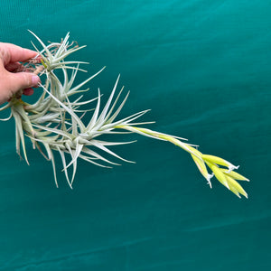 Tillandsia - nuptialis ex. BD NEW