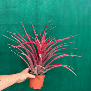 Tillandsia - capitata ‘Cuban Red’ ex. LK NEW