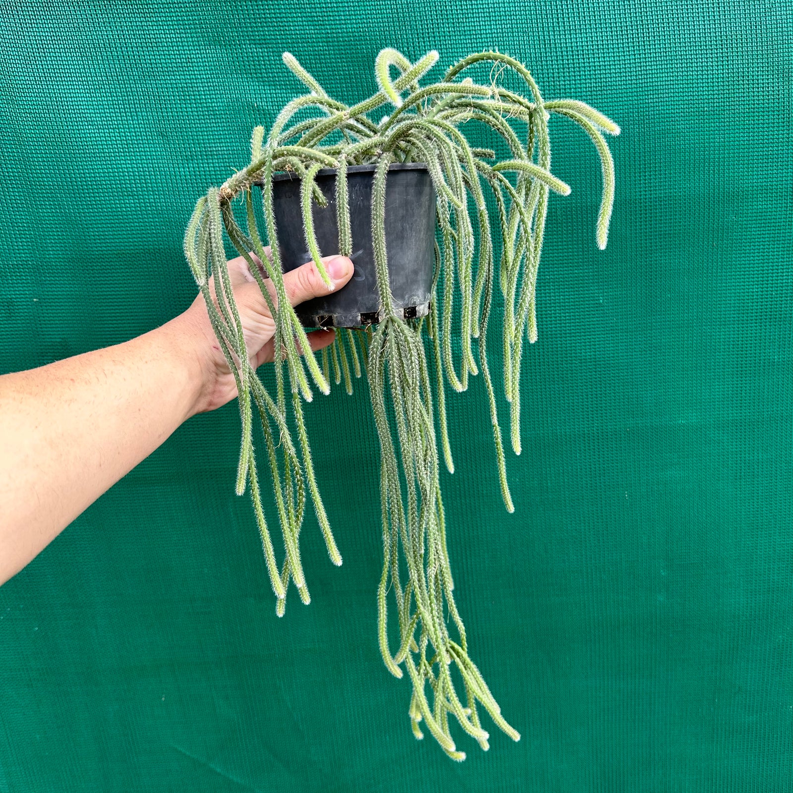 Rhipsalis baccifera f. Horrida - R54