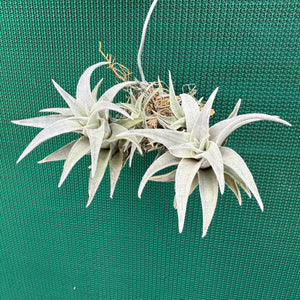 Tillandsia - barbokae ‘White Leaf’ ex. LH NEW