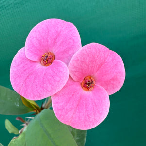 Poysean - Euphorbia P058