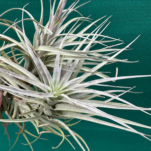 Tillandsia - milagrensis ex. BD NEW