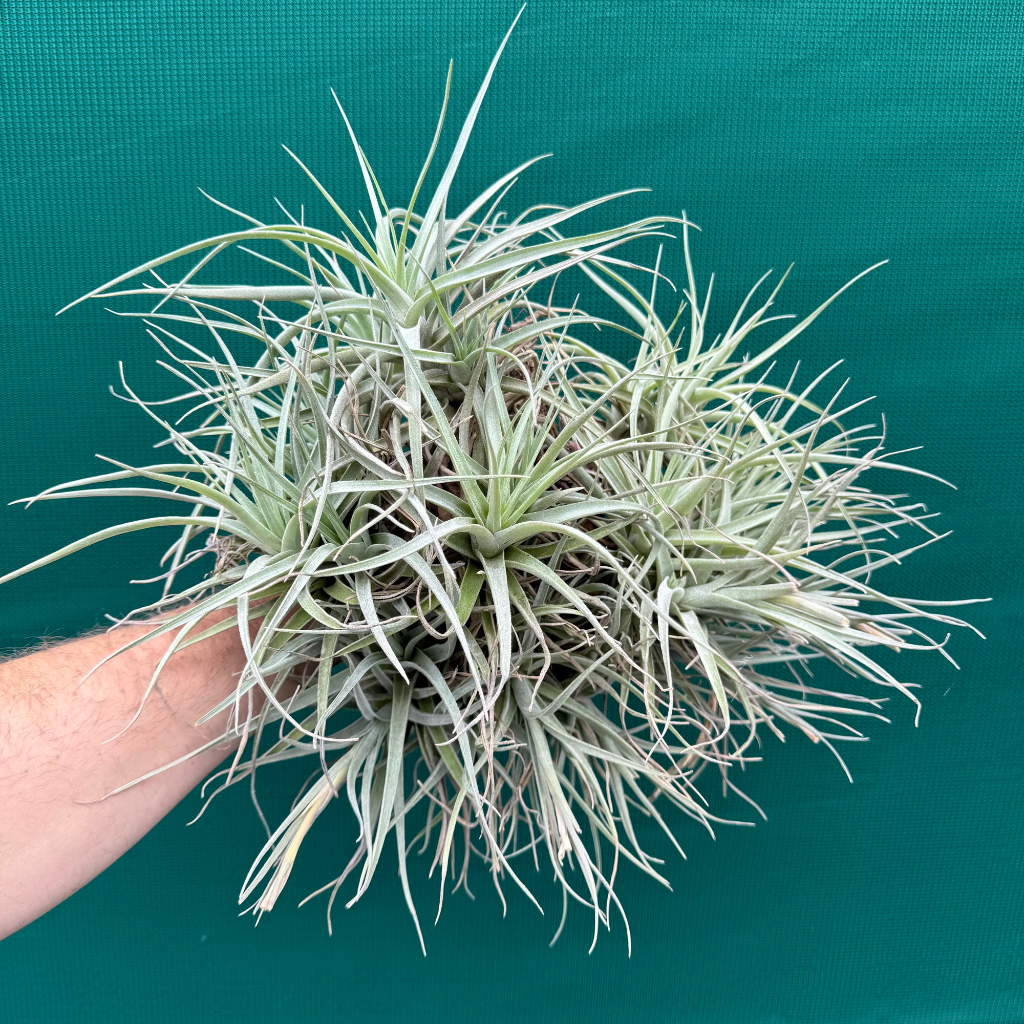 Tillandsia Leon (Mature Clump) NEW