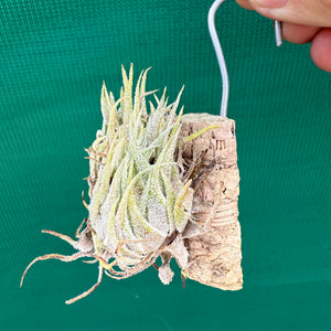 Tillandsia - sprengeliana NEW