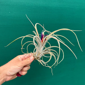 Tillandsia - caput-medusae x weberi ? (Nat. Hybrid) ex. LK