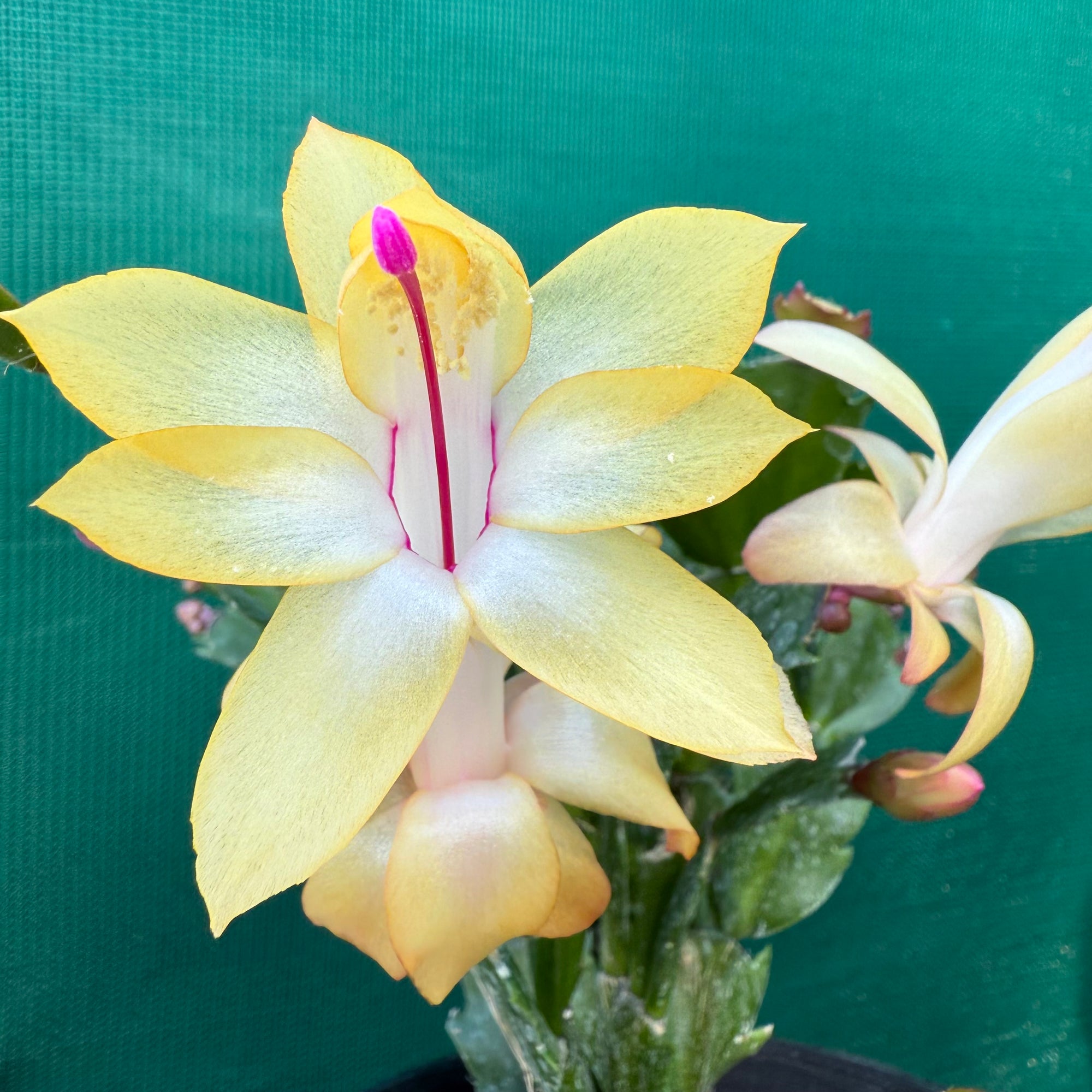 Zygocactus Sophie