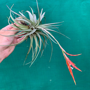 Tillandsia - vernicosa ex. PB NEW