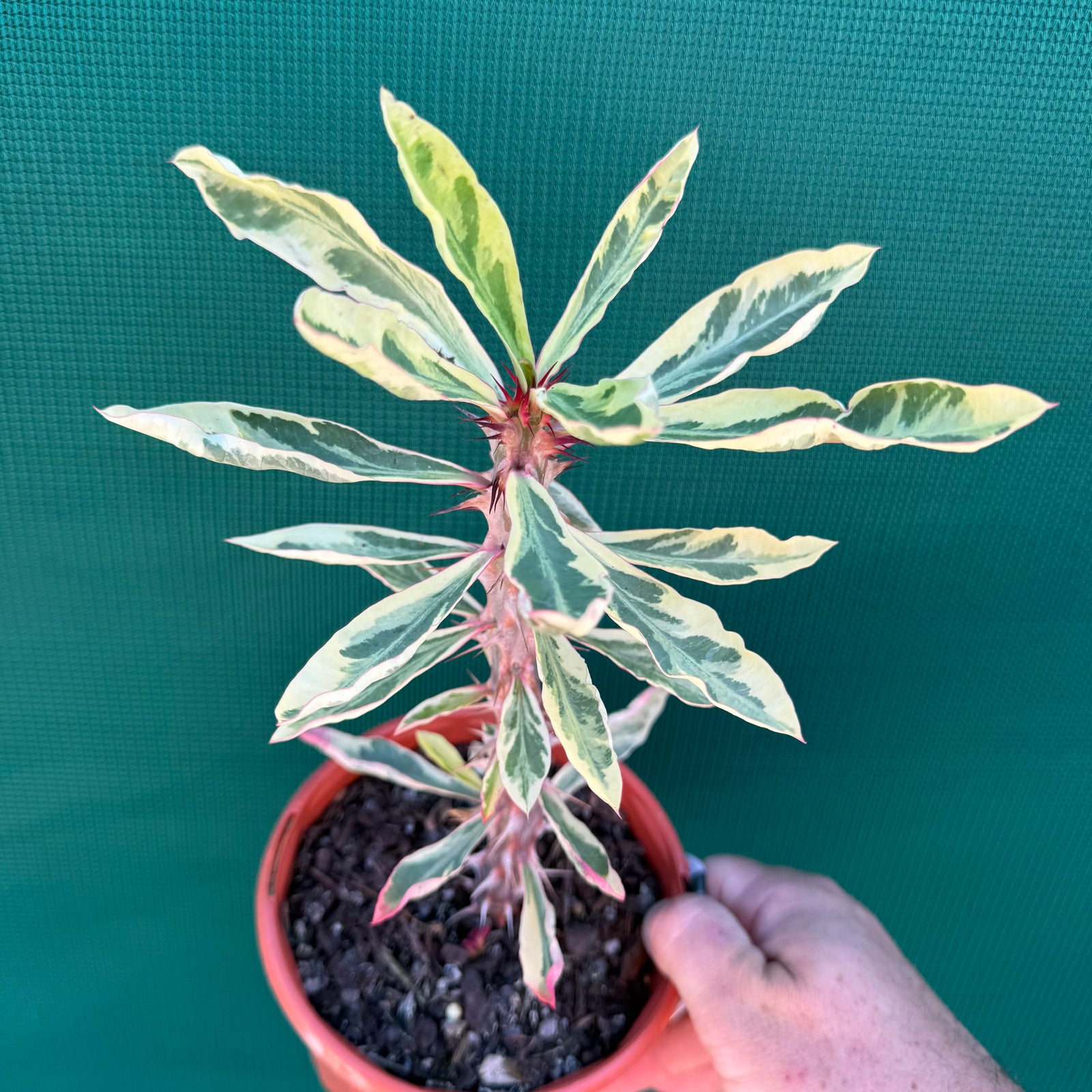 Poysean - Variegated NEW