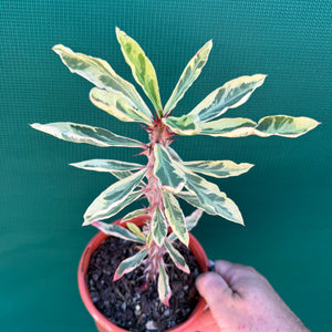 Poysean - Variegated NEW