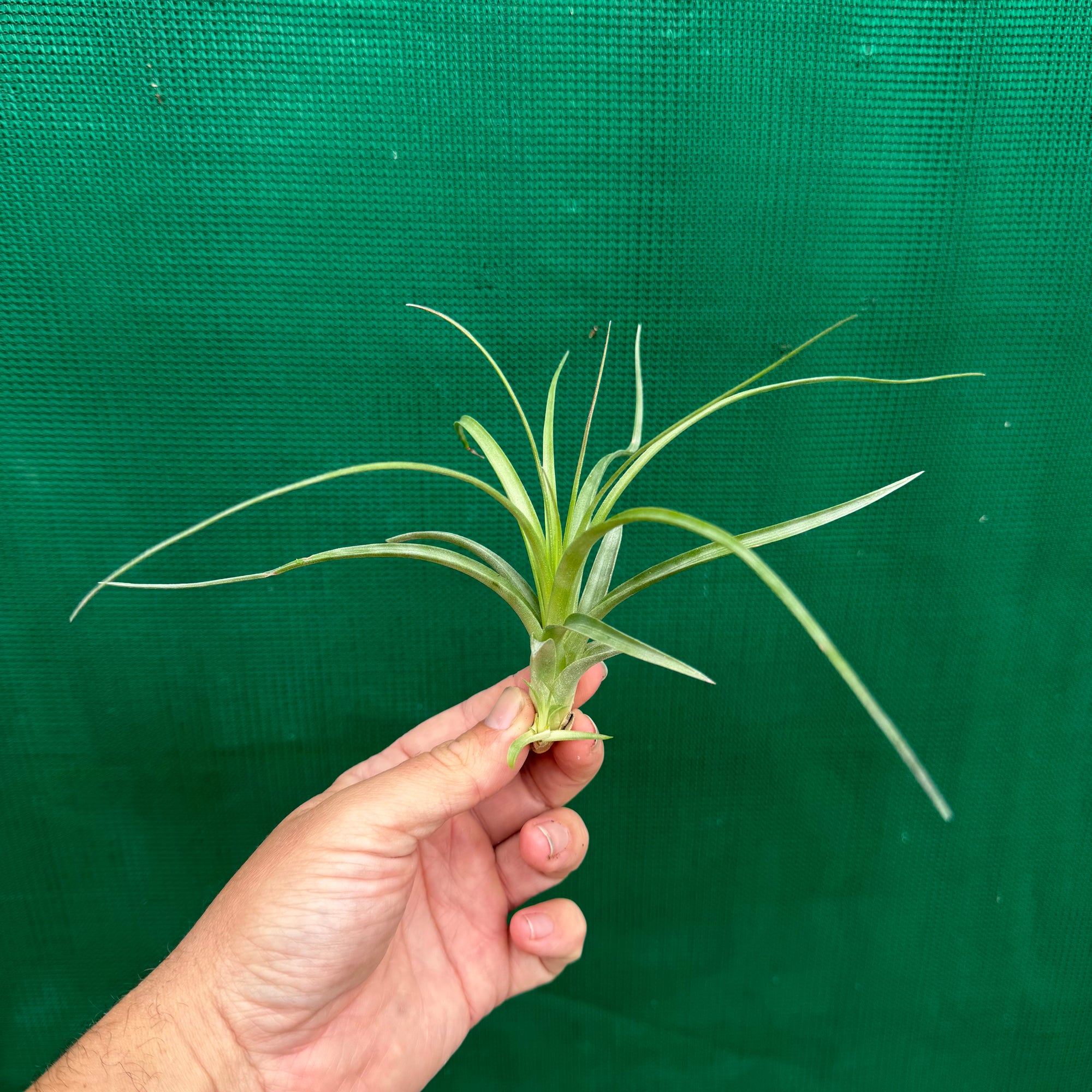 Tillandsia - brachycaulos x exserta ex. BG - Air Plant Decor