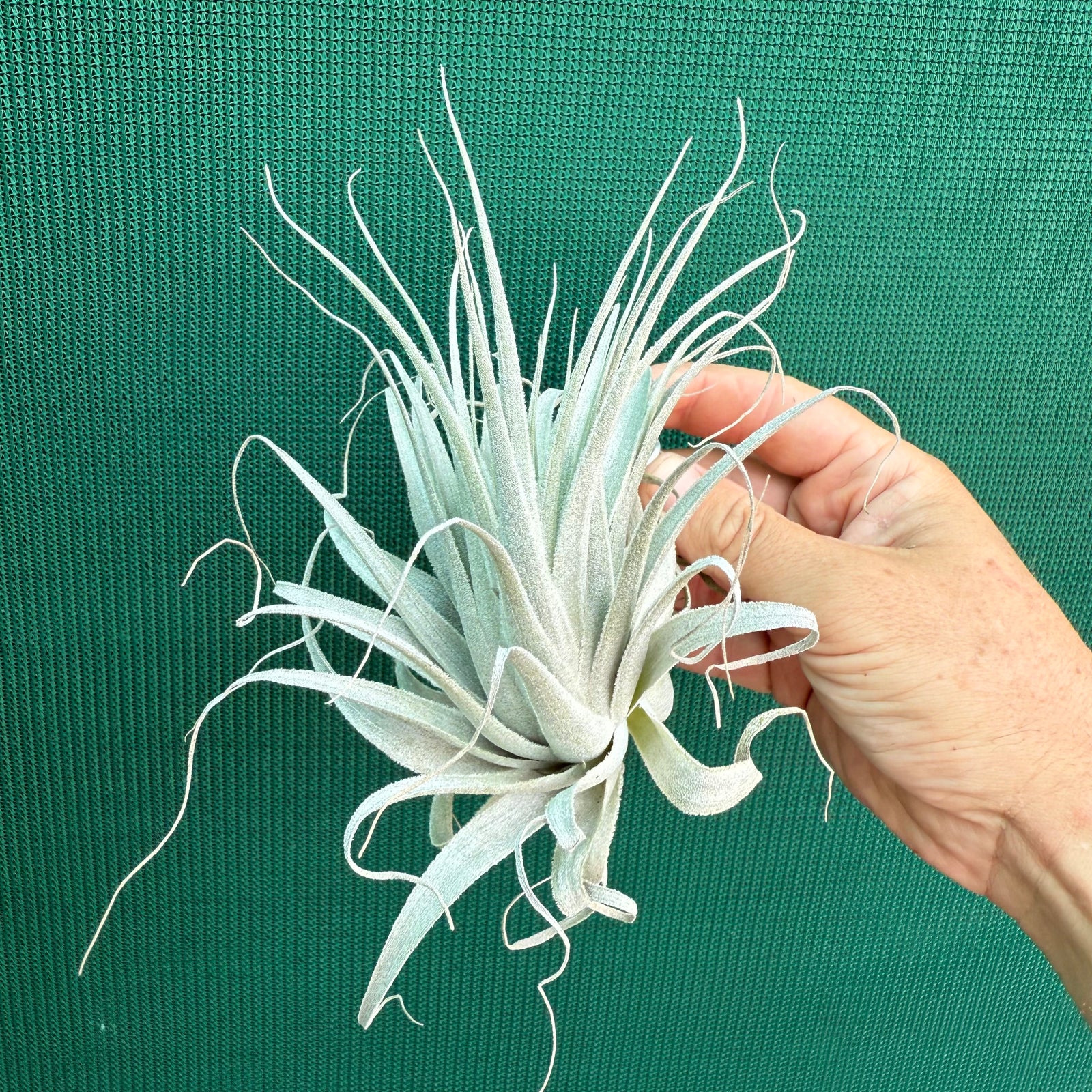 Tillandsia - chapeuensis