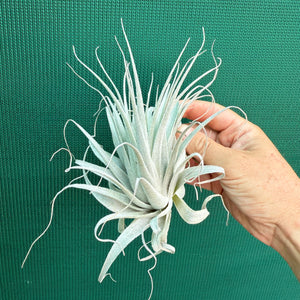 Tillandsia - chapeuensis