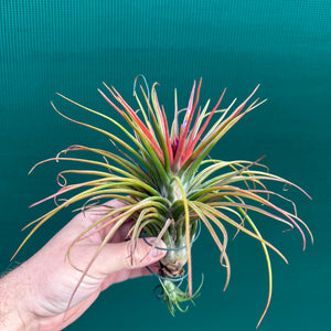 Tillandsia - ionantha x bulbosa ex. BG