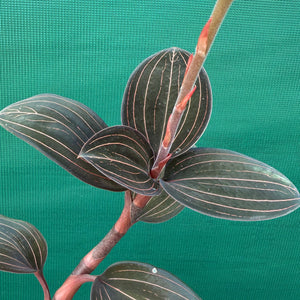 Jewel Orchid - Ludisia discolor