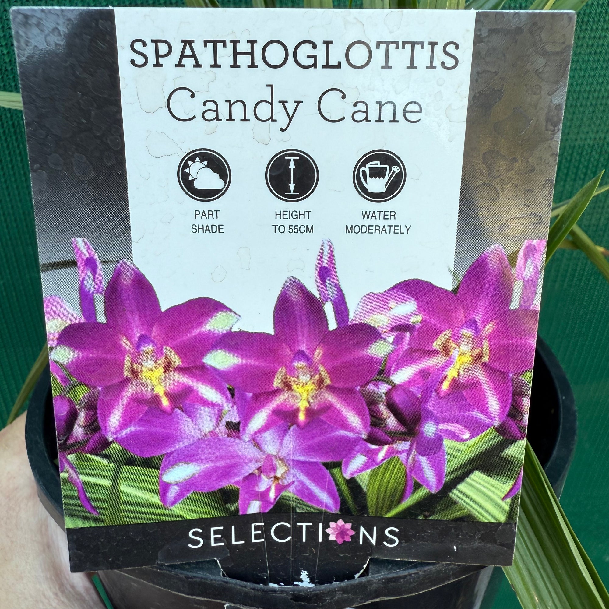 Spathoglottis ‘Candy Cane’