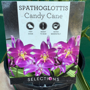 Spathoglottis ‘Candy Cane’