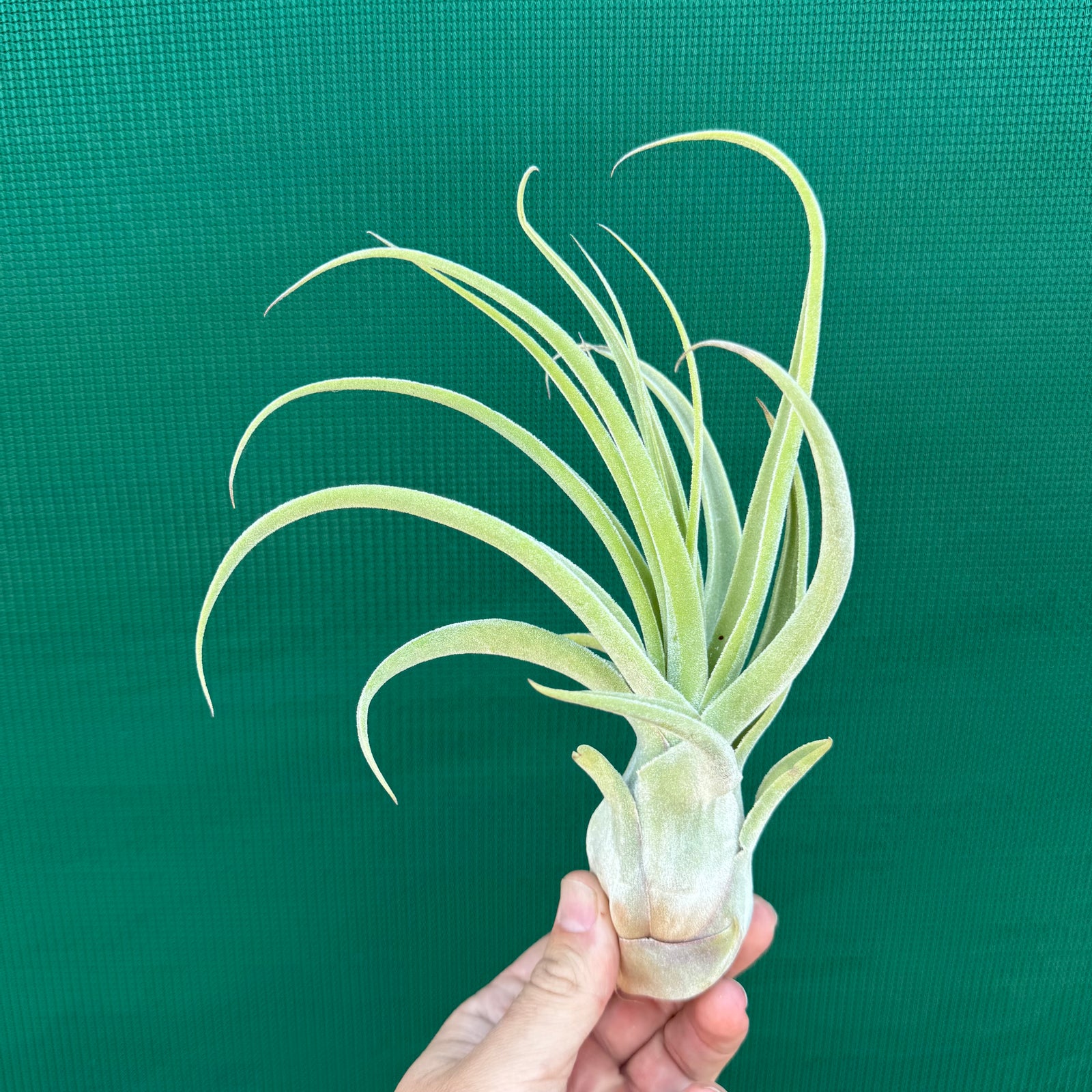 Tillandsia - Lucille NEW