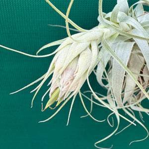 Tillandsia - gardneri