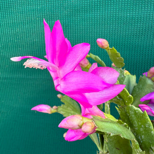 Zygocactus Ritt